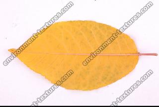 Photo Texture of Leaf 0071